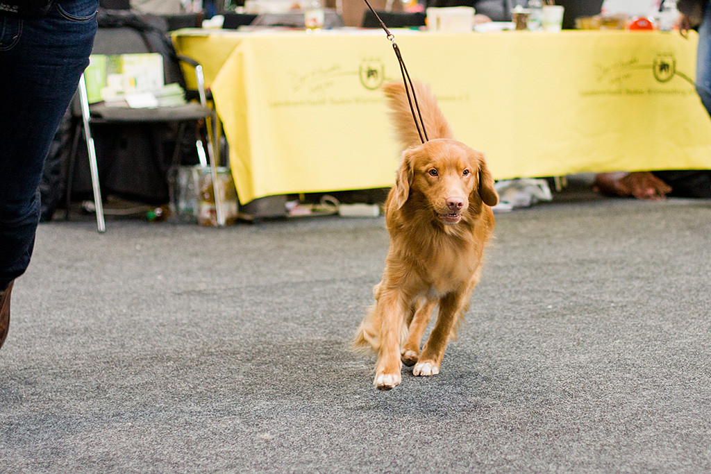 Edison läuft konzentriert durch den Ring