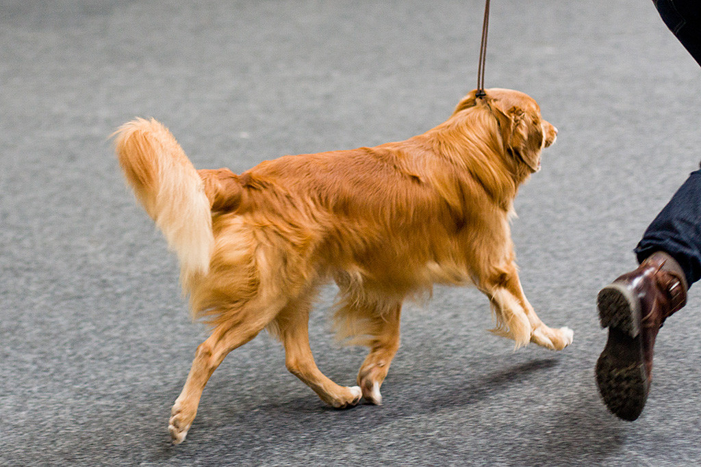 Edison läuft perfekt geführt von Stephan durch den Ring