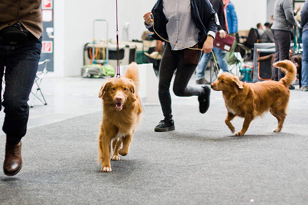 Edison läuft bei der Wahl zum Rassebesten durch den Ring