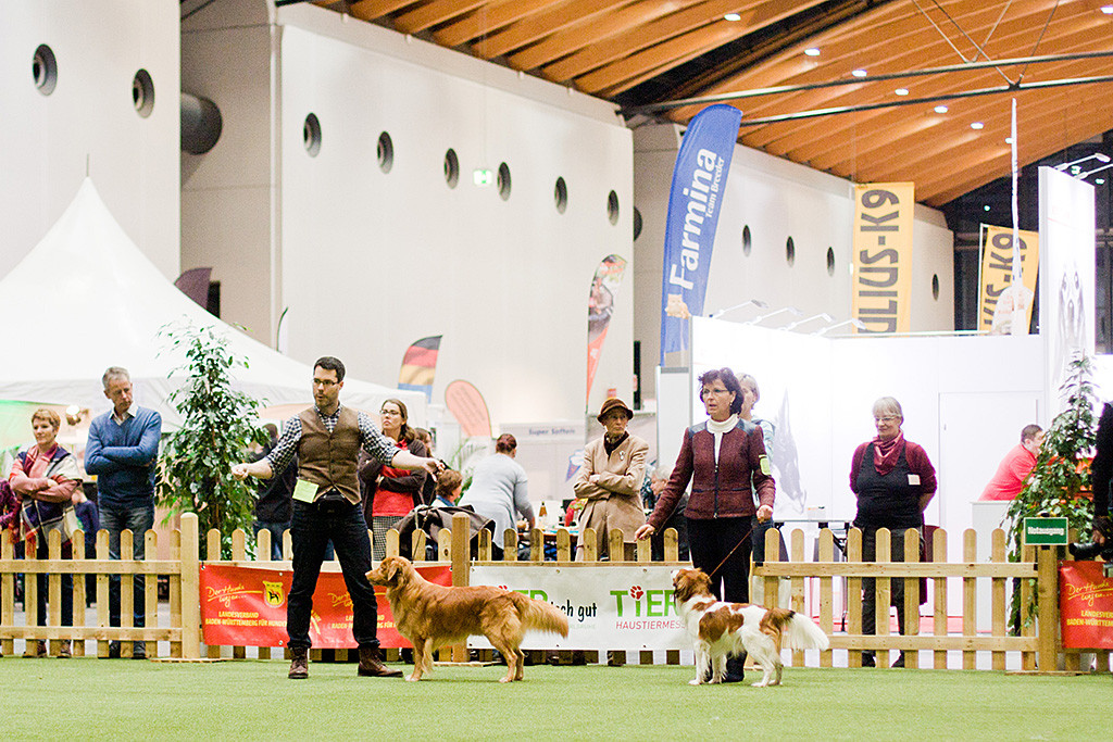 Edison steht wie eine Eins neben dem Kooikerhondje im Ehrenring