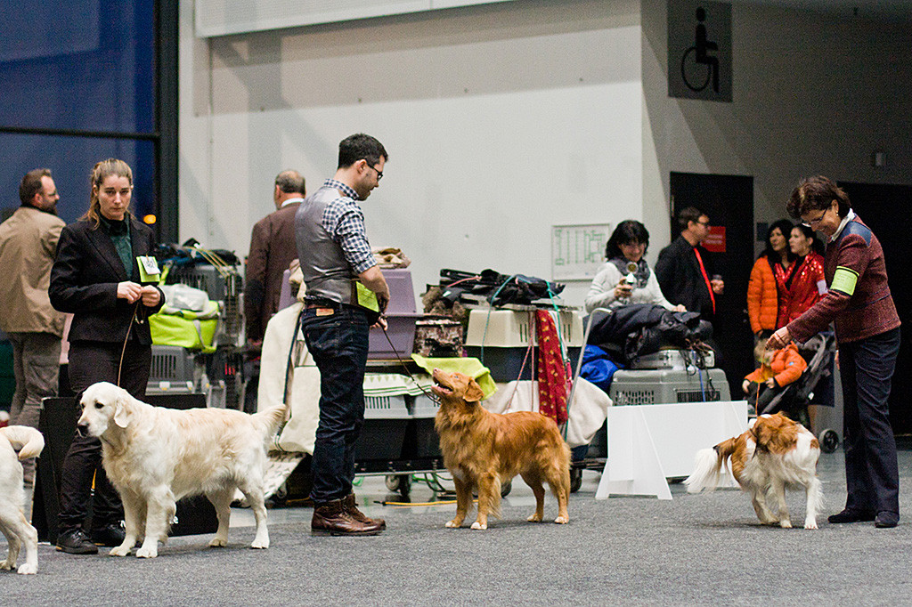 Edison steht zwischen Golden Retriever und Kooikerhondje im Vorring
