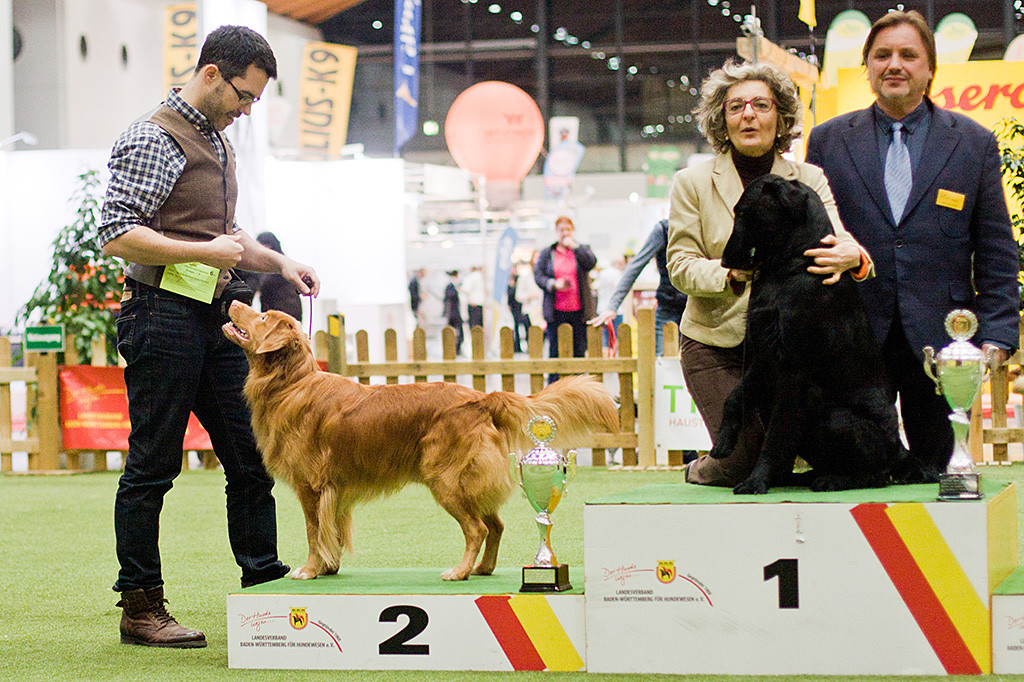 Edison steht auf dem Treppchen, Platz 2 der Gruppe 8, neben dem Gewinner, dem Flat Coated Retriever