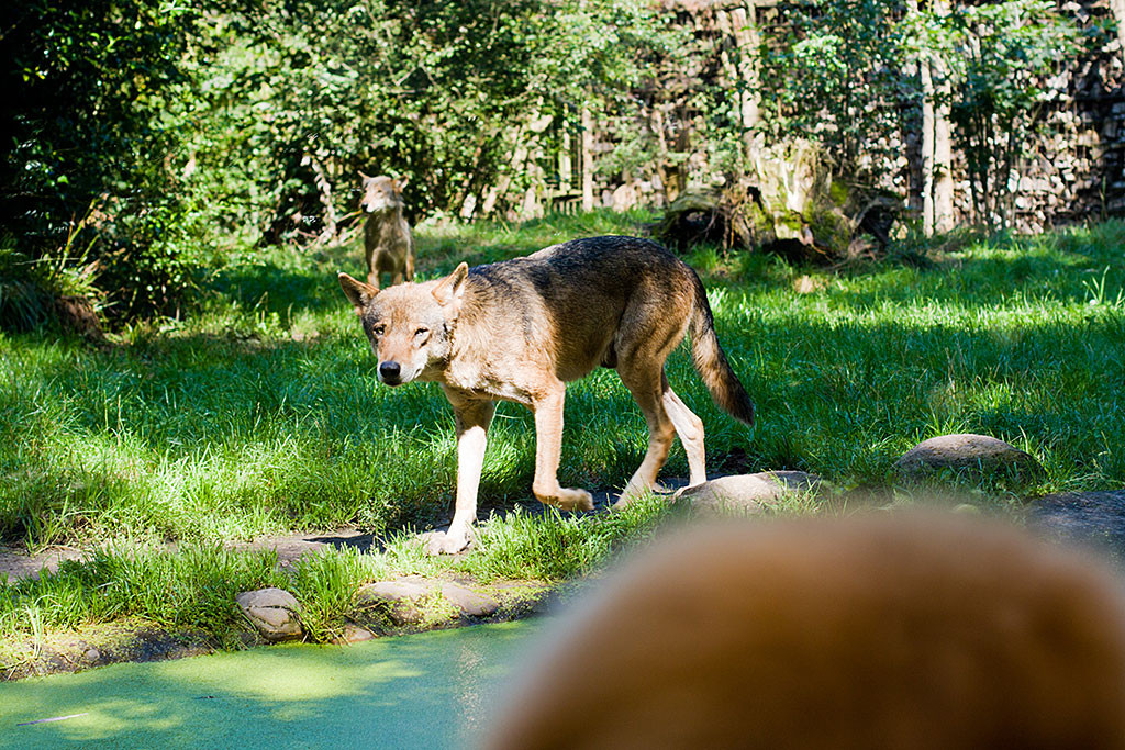 Edison Auge in Auge mit einem Wolf