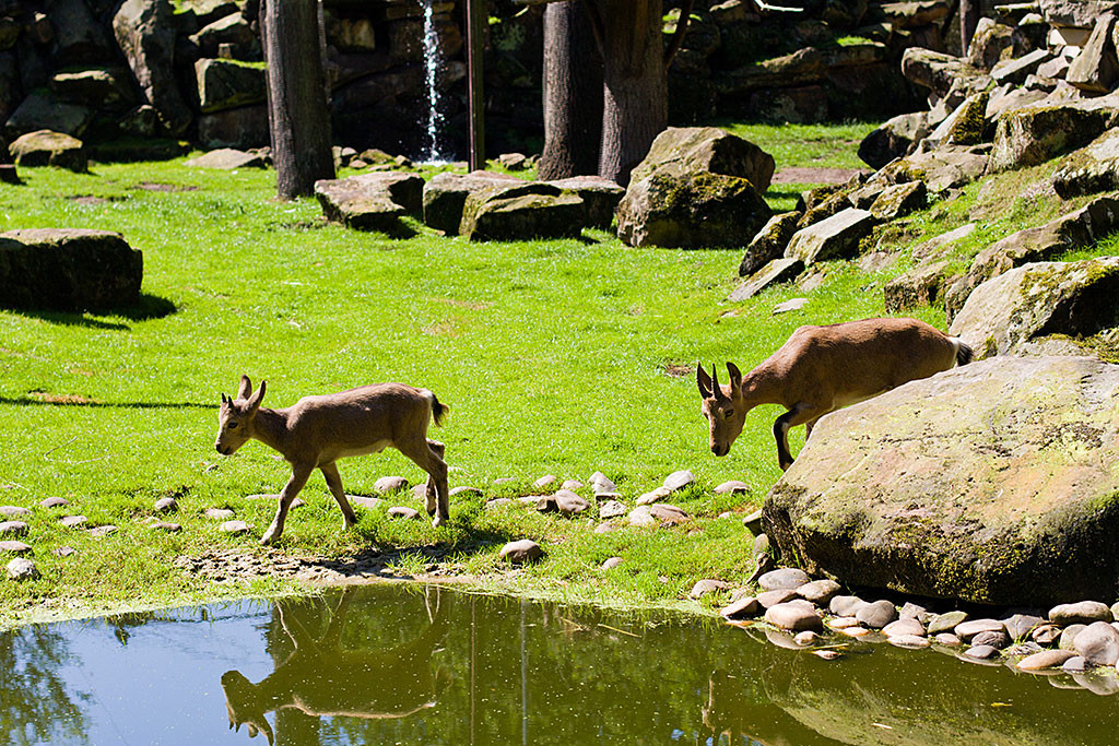 zwei junge Sibirische Steinböcke