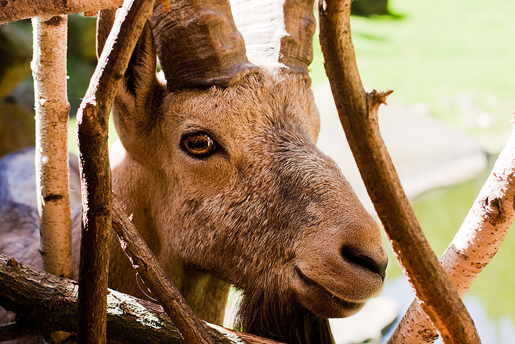 Nahaufnahme eines ausgewachsenen Sibirischen Steinbocks