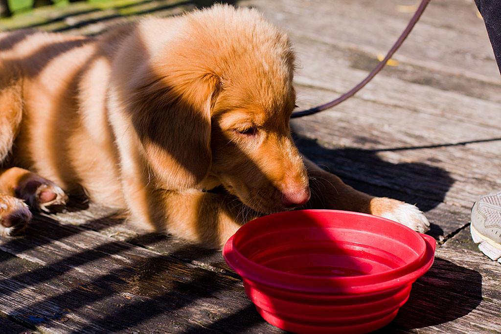 Edison macht eine Trinkpause