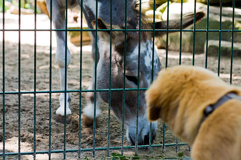 Edison Auge in Auge mit einem Esel
