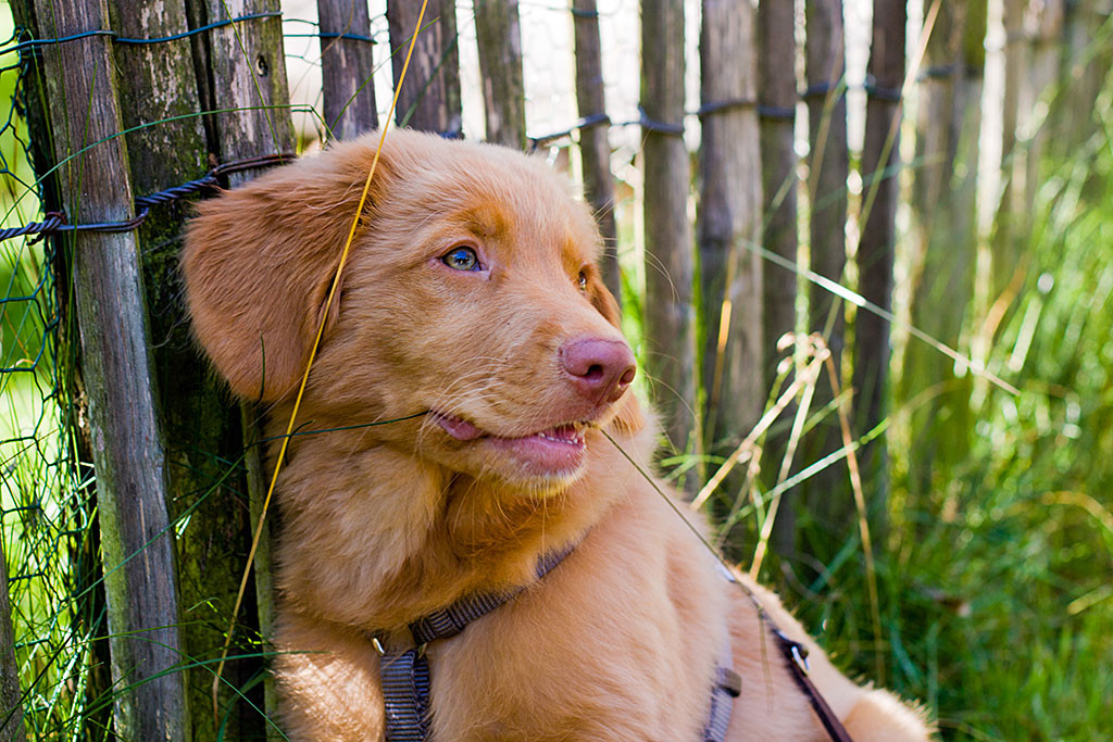 Edison kaut vor einem Zaun auf Gräsern
