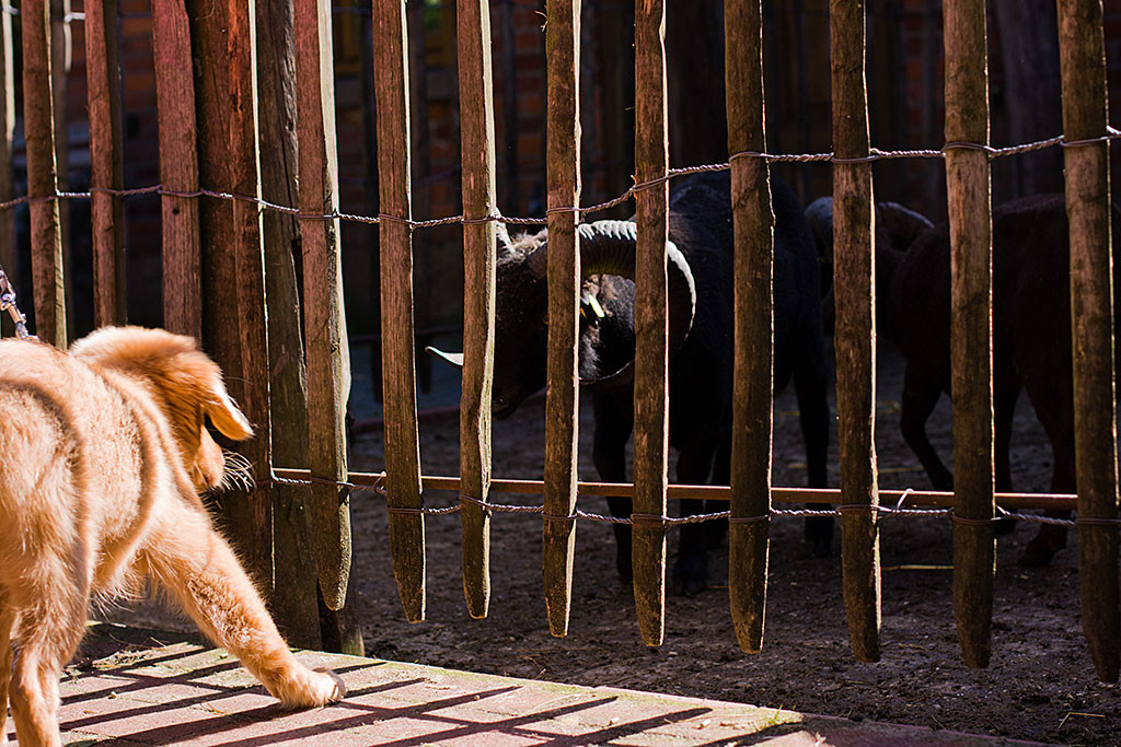 Edison Auge in Auge mit einem schwarzen Ziegenbock