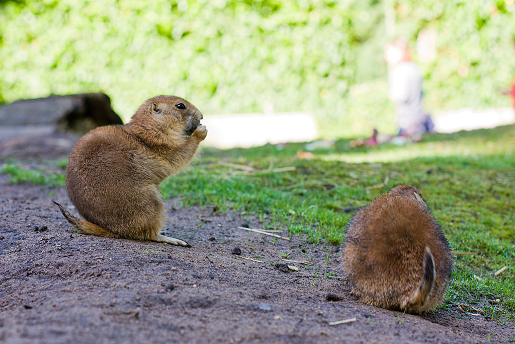 zwei knabbernde Schwarzschwanz-Präriehunde