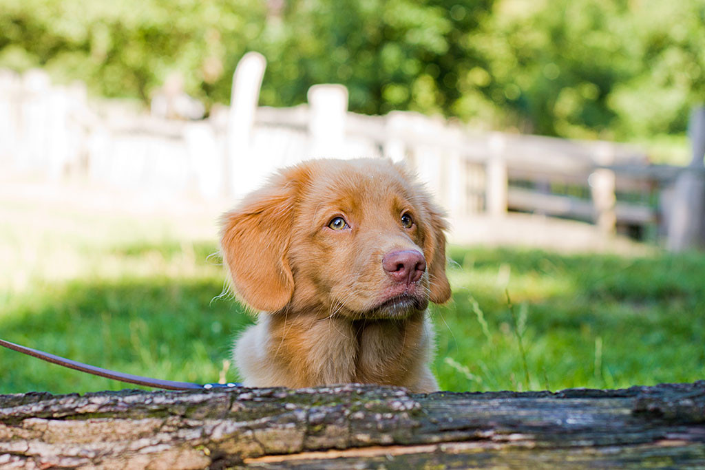 Edison wartet vor einem Baumstamm auf einer Wiese