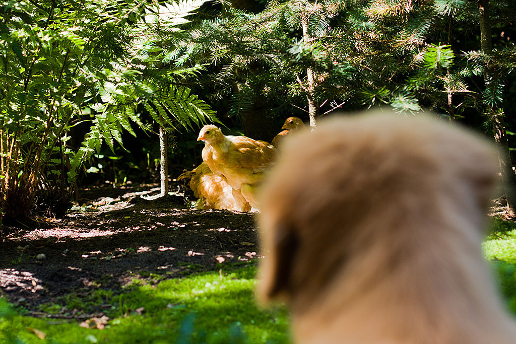 Edison Auge in Auge mit Hühnern