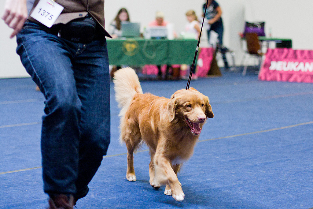 Edison läuft an Stephans Seite auf der geraden Bahn durch den Ring