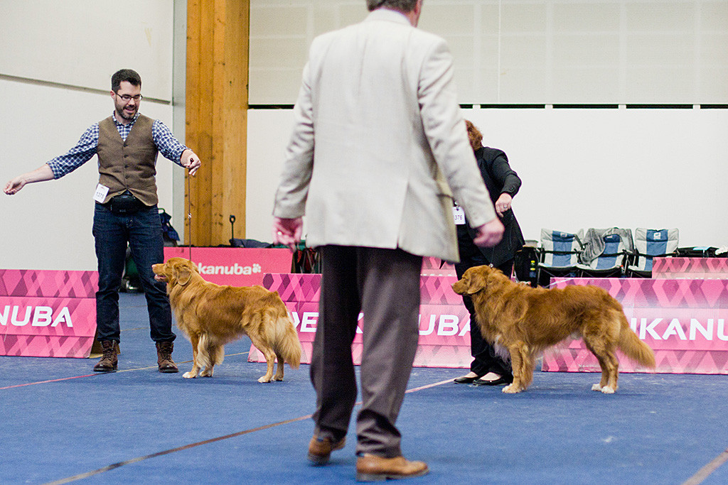 Edison neben Kontrahent »Leoniver’s Red Rio Toivo« in der Offenen Klasse