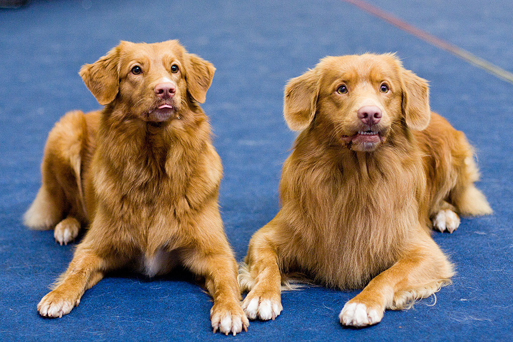 Edison und Ivalu liegen Seite an Seite auf dem blauen Ringteppich