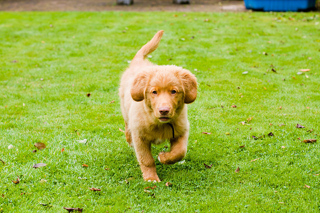Edison trabt auf der Wiese heran