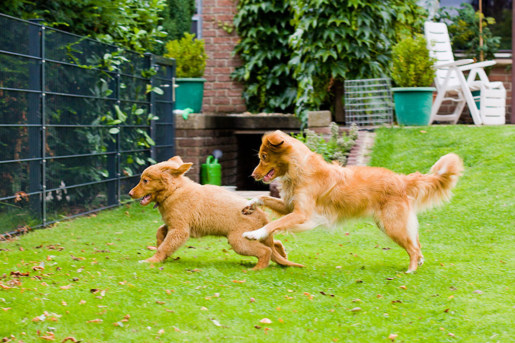 Edison wird von Frieda gejagt