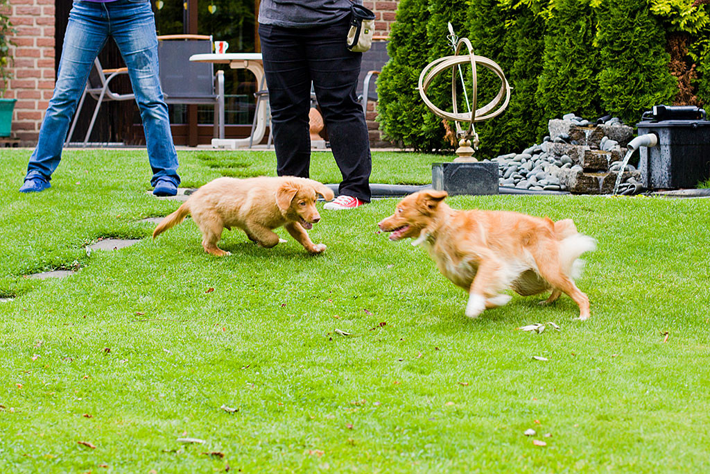 Edison verfolgt Frieda auf der Wiese, Teil 2