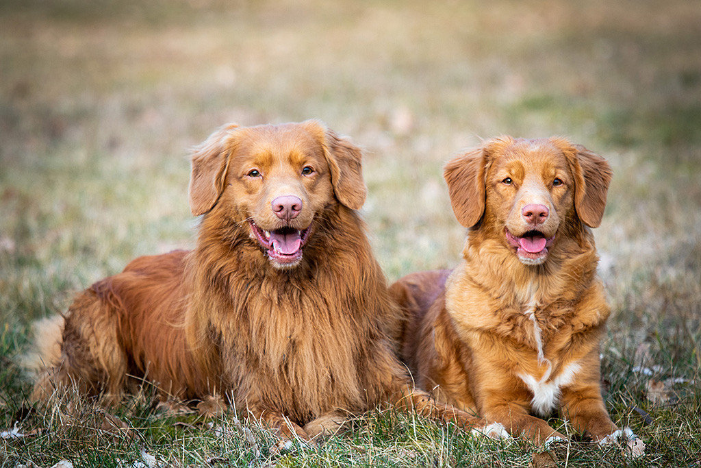 Edison liegt neben Daenerys auf einer Wiese, beide lächeln in die Kamera