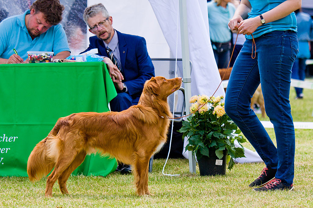 Nanaimo Cassin's Fiery Norell bei der Beurteilung