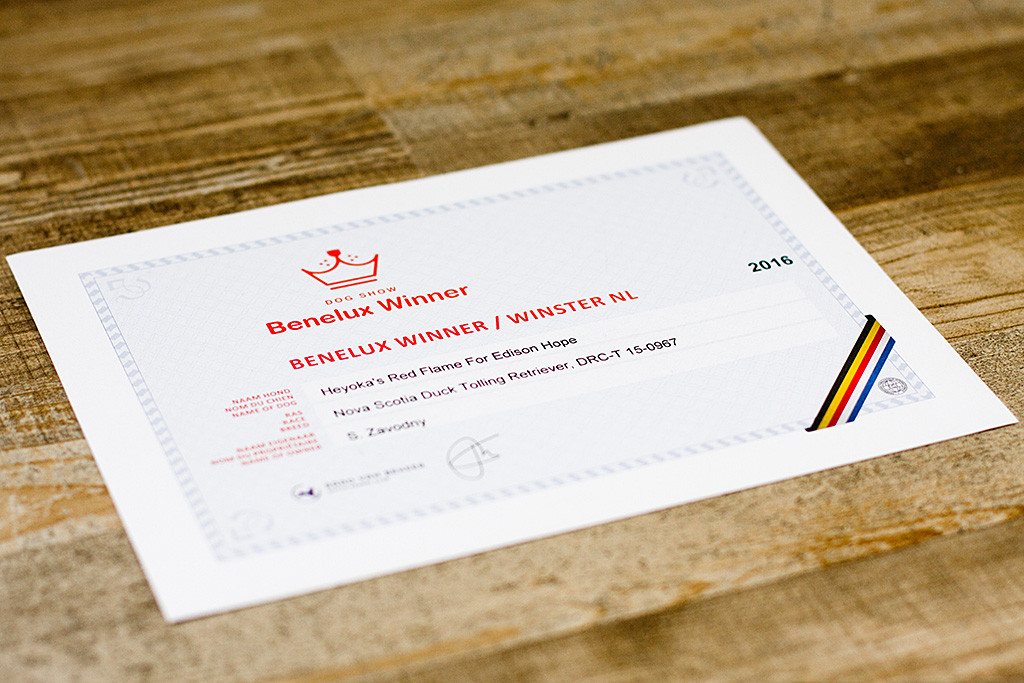 Edisons Urkunde zum Benelux Winner