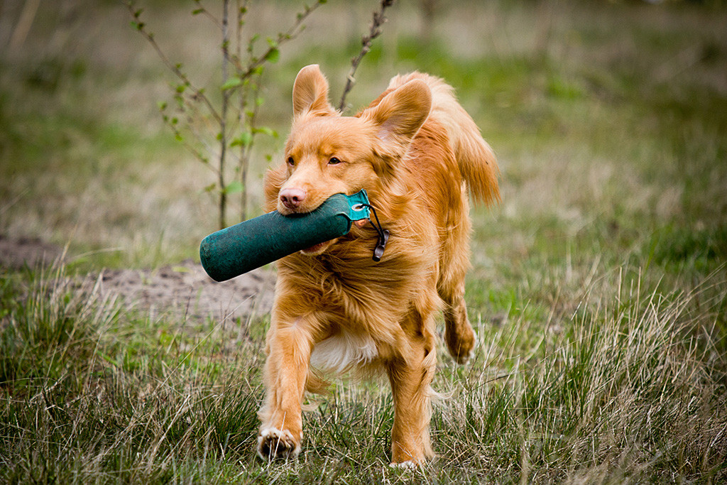 Edison sprintet mit Dummy im Fang zurück auf die Kamera zu