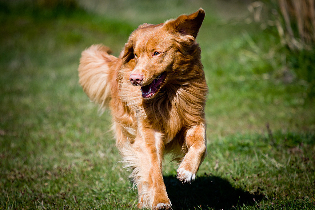 Edison sprintet auf die Kamera zu und schaut dabei aufmerksam zur Seite