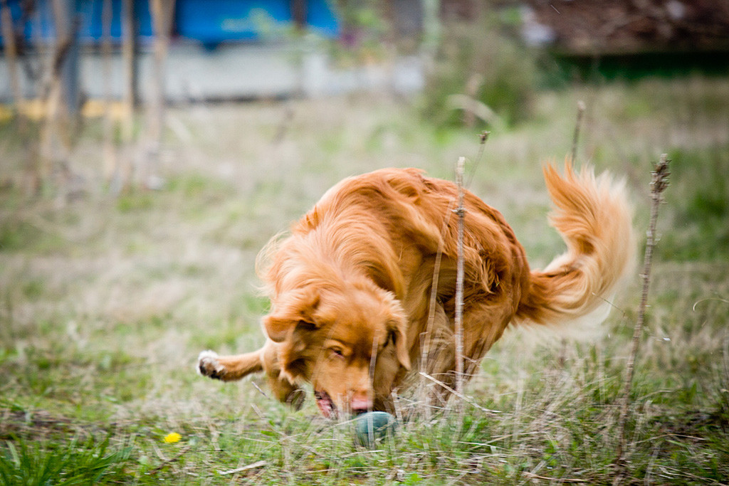 Edison bremst direkt über dem Dummy und versucht ihn dabei aufzunehmen