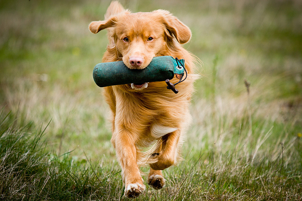 Edison trägt einen Dummy im Fang und läuft auf die Kamera zu