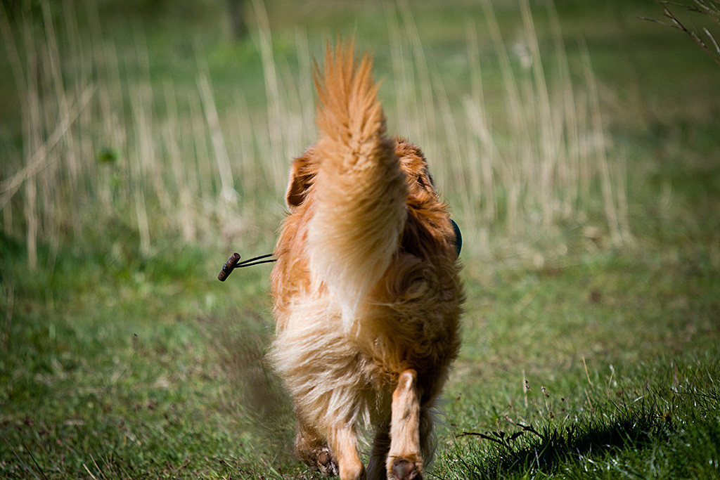 Edisons Rückansicht mit stolz getragener Ruter, vorn schaut das Dummyband an der Seite hervor