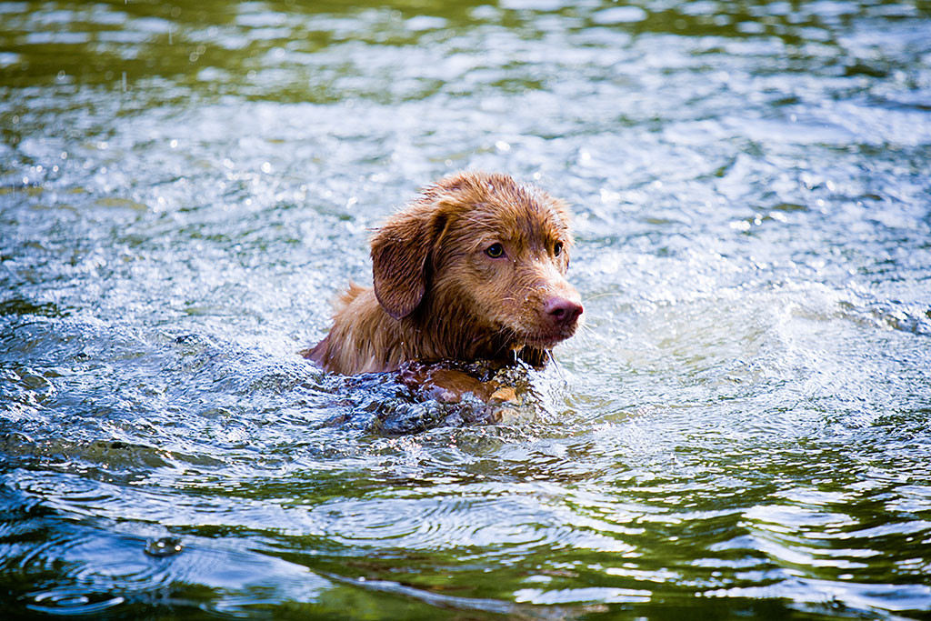 Edison schwimmt fokussiert