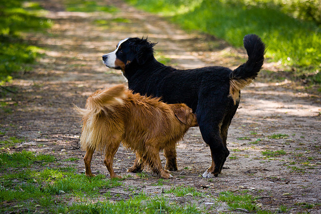 Edison schnüffelt an einer Hündin, die vorbei lief