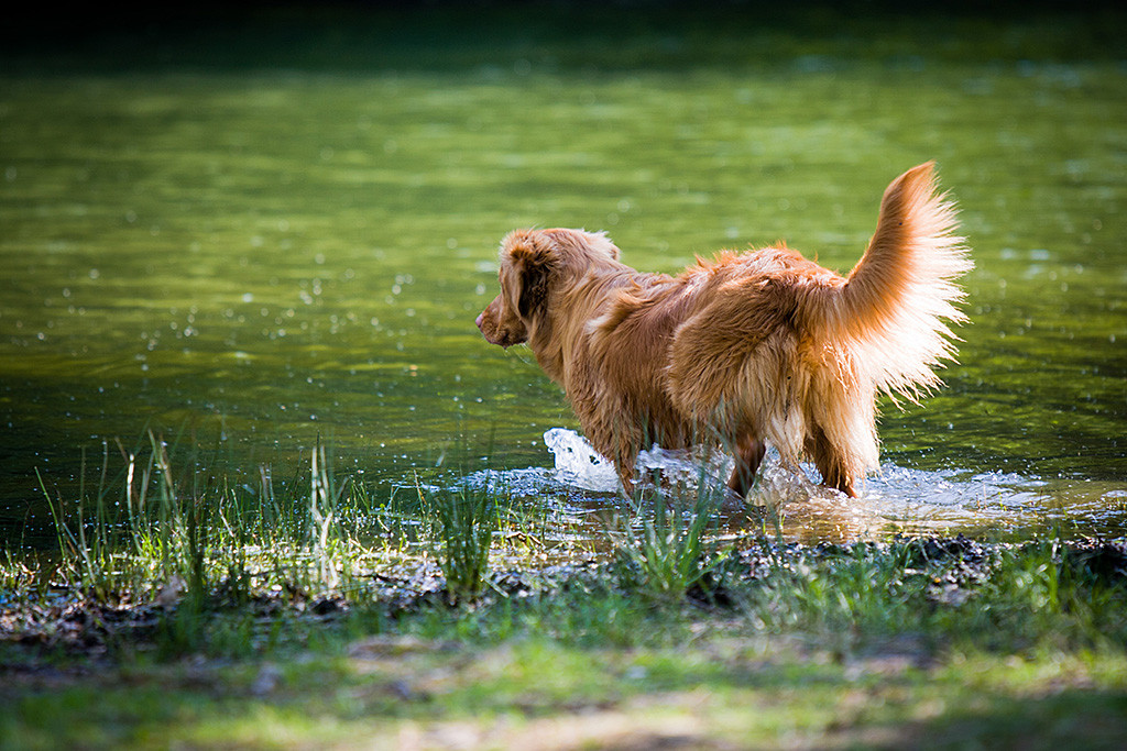 Edison ist dabei gerade ins Wasser zu gehen