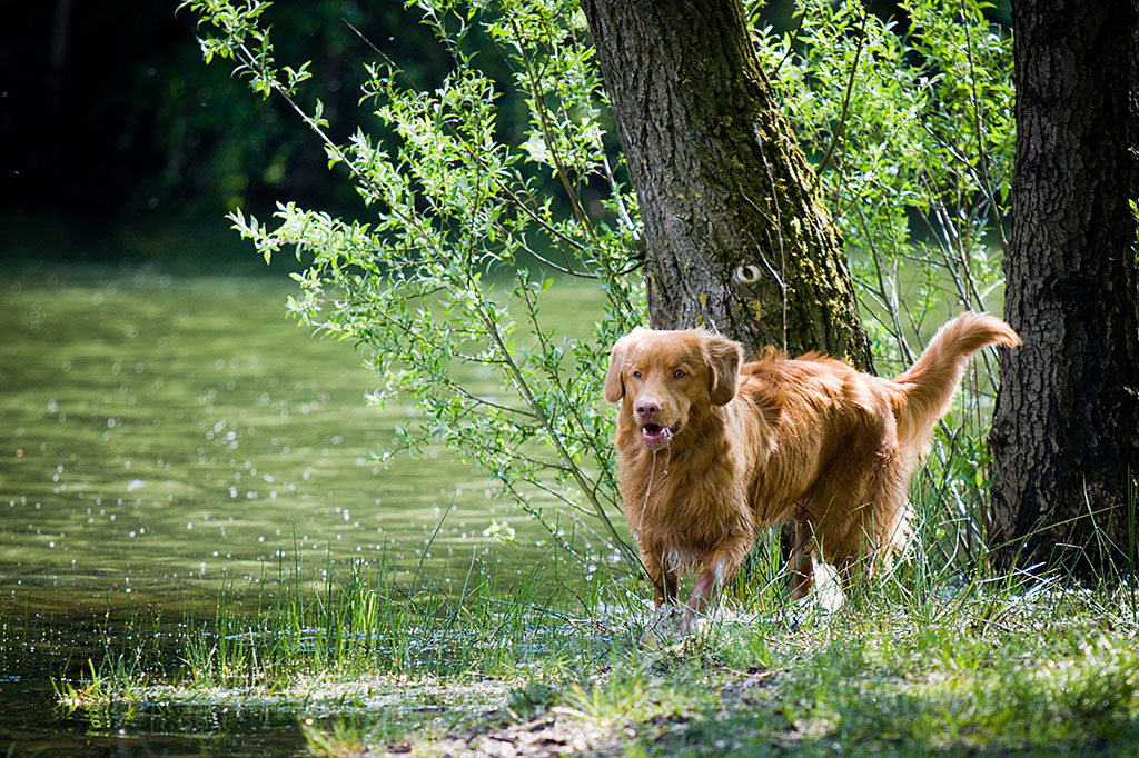 Edison steht vor einem Baum am Ufer und trinkt ein wenig Wasser