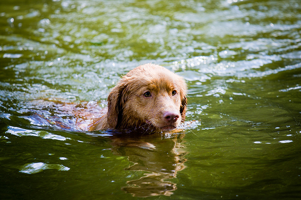 Edison schwimmt ganz entspannt mit guter Wasserlage