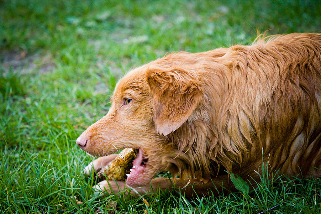 Edison kaut am Stöckchen