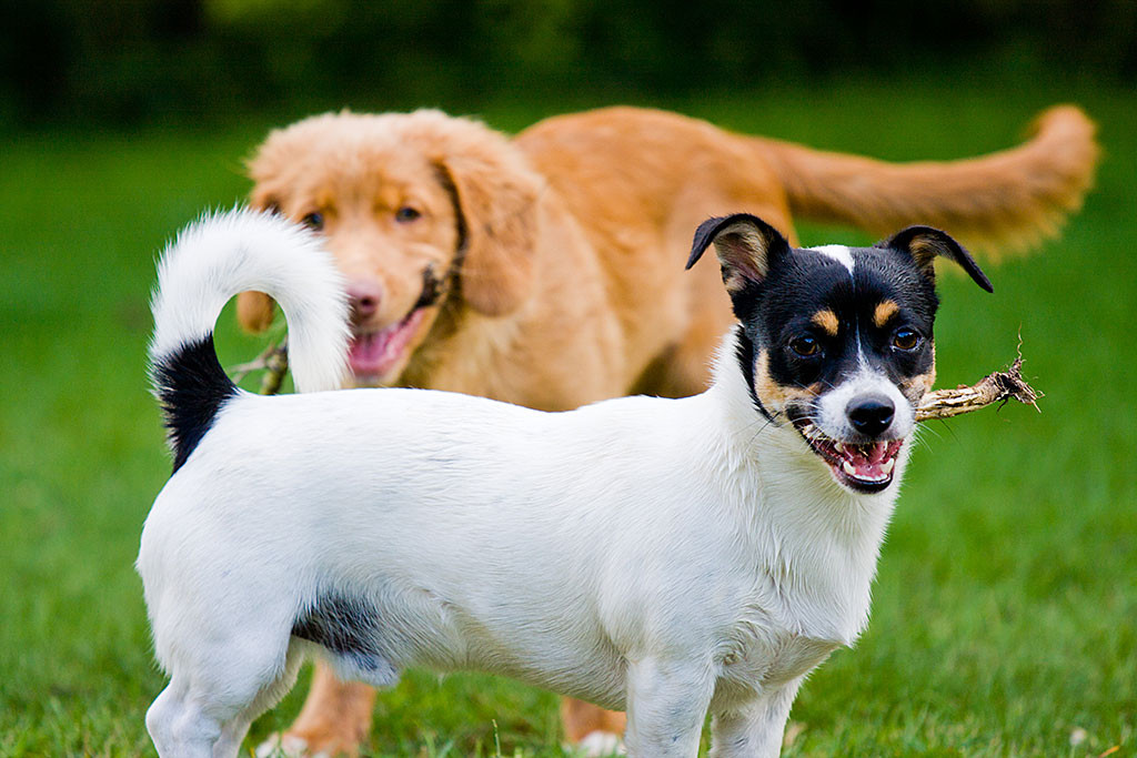 Oreo steht stolz mit Stöckchen im Maul vor Edison auf dem Rasen