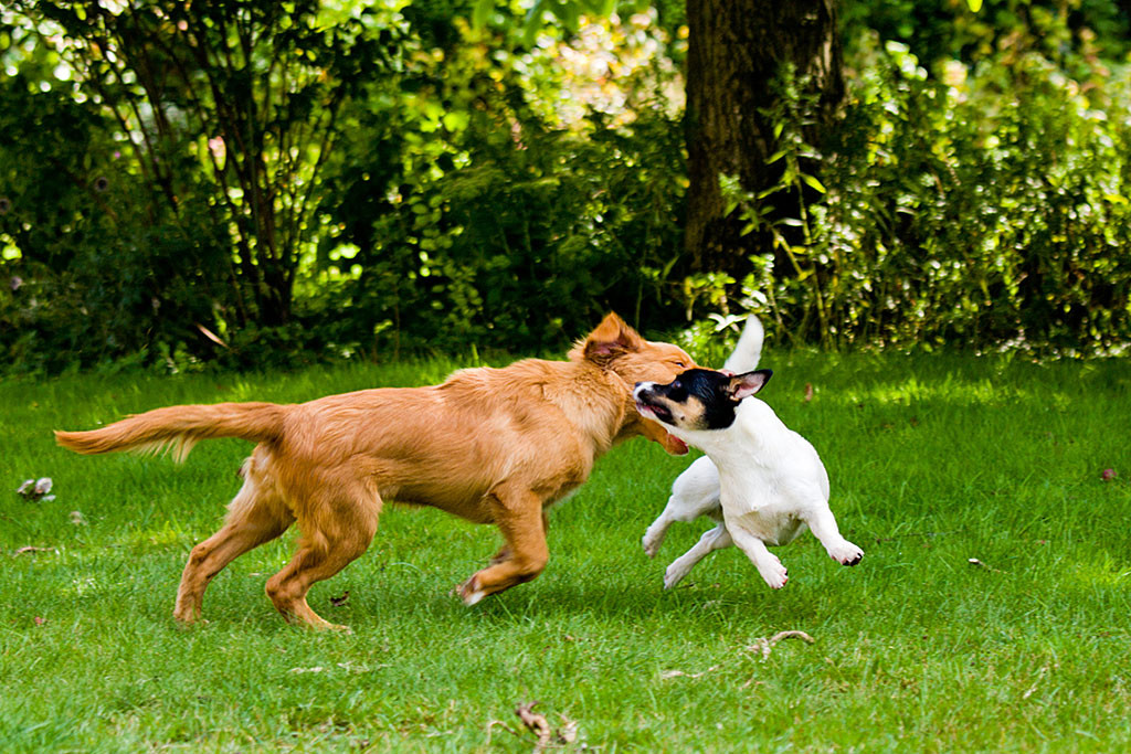 Edison versucht im Rennen nach Oreo zu schnappen