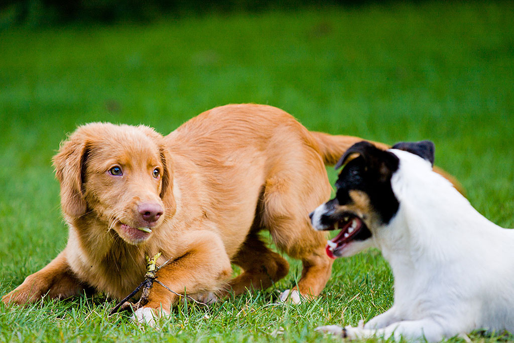 Edison liegt auf dem Rasen und knabbert an dem Stöckchen, das er Oreo abgejagt hat