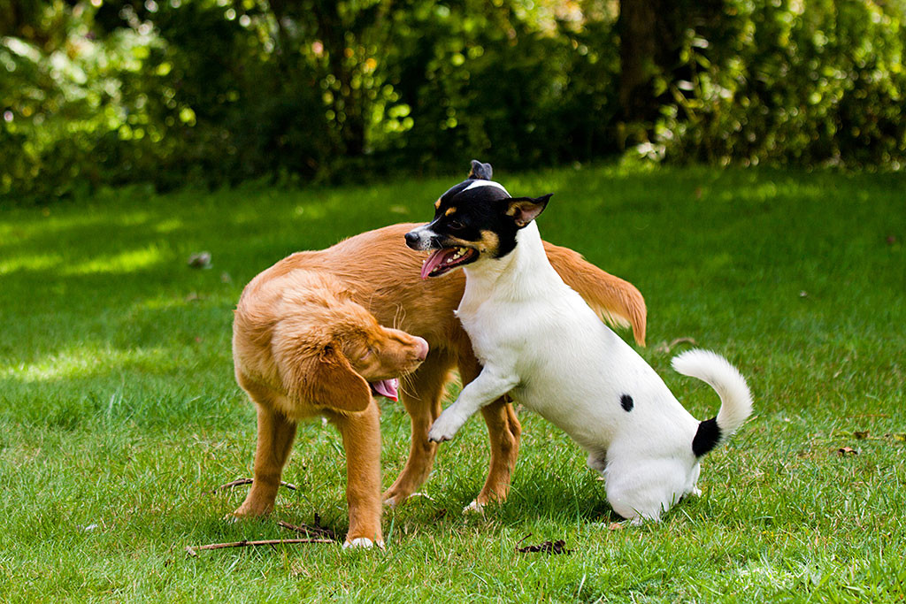 Edison wird von Oreo beklettert