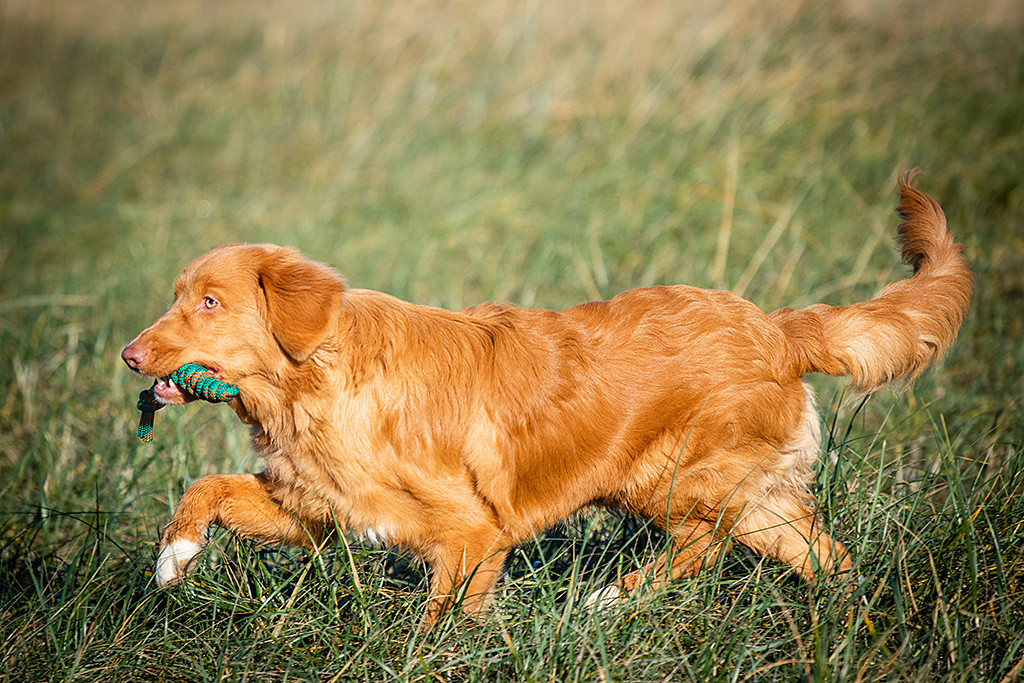 Newton hat das Belohnungstau im Fang