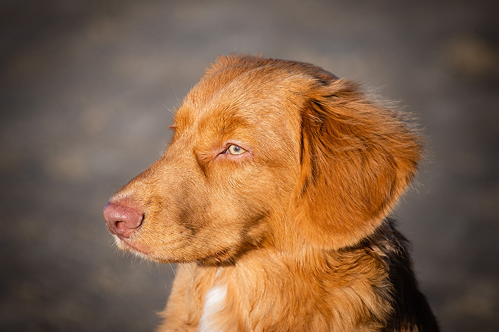 Newtons Kopf in Nahaufnahme