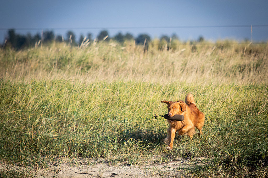 Edison holt einen Dummy aus der Suche in den grasbewachsenen Dünen
