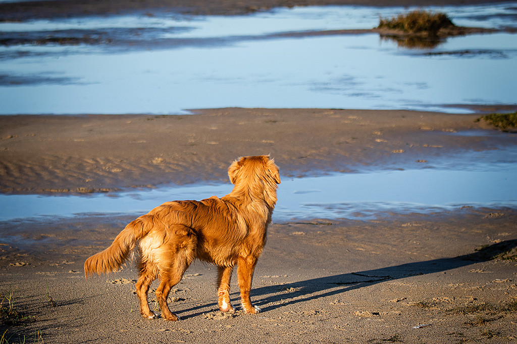 Newton steht mitten im Wattenmeer