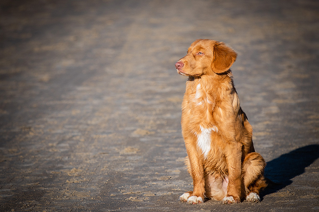 Newton sitzt am Strand und ist fokussiert