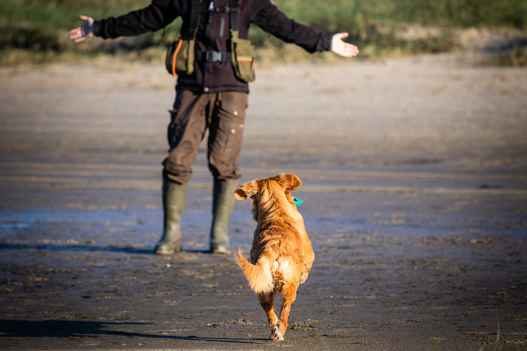 Newton läuft mit dem Dummy im Fang zurück zu Stephan