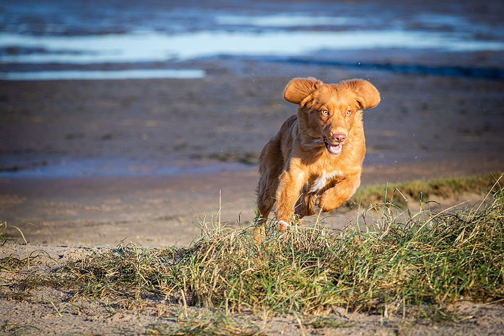 Newton sprintet mit weit geöffneten Augen zum Dummy am Strand