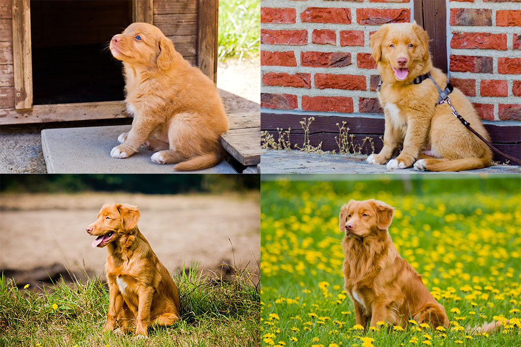 Edison im Alter von 5 Wochen, 11 Wochen, 5 Monaten und 12 Monaten