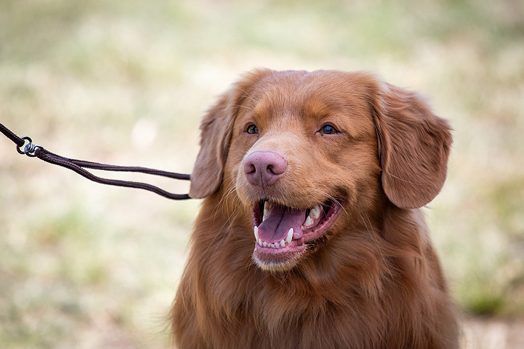 Edisons Kopf in Nahaufnahme während er breit in die Kamera lacht