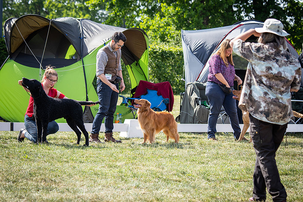 Edison steht zwischen Curly und Chessie vor Stephan im Ehrenring während eine Richterin zu ihnen rüberschaut
